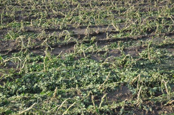 Hagelschade Belgi&euml;3.jpg